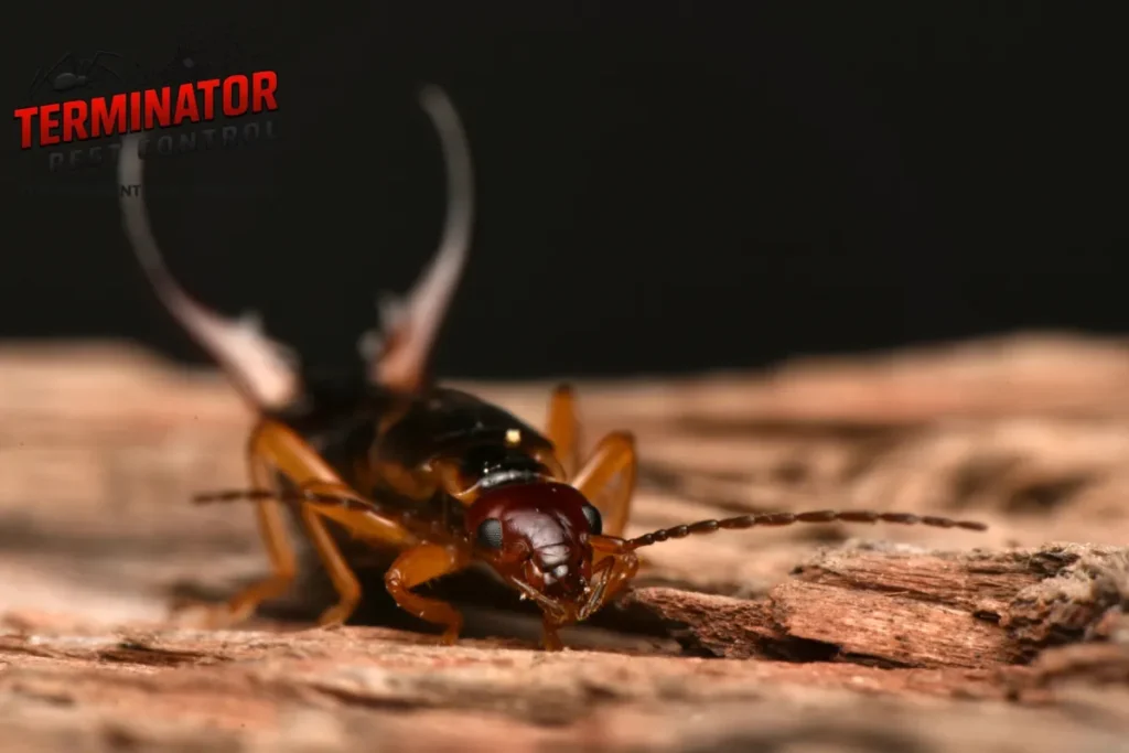 Why Are Earwigs Suddenly Showing Up Inside My Home, and What Attracts Them 1 earwig