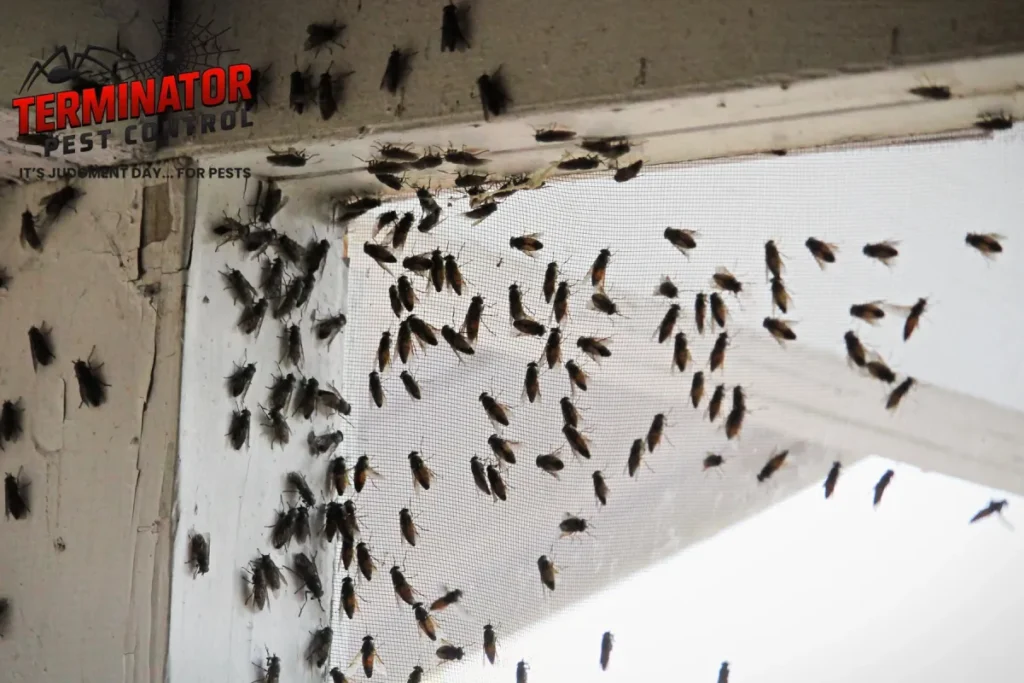 How Can You Find the Hidden Source of a Fly Infestation Inside Your Home 1 group of flies