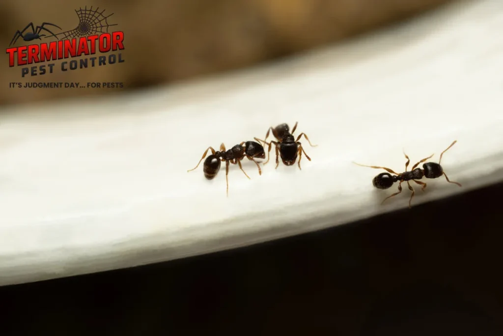 How Do Bait Stations Compare to Ant Sprays for Eliminating Small Ant Colonies 1 small ants
