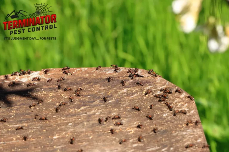 small ants