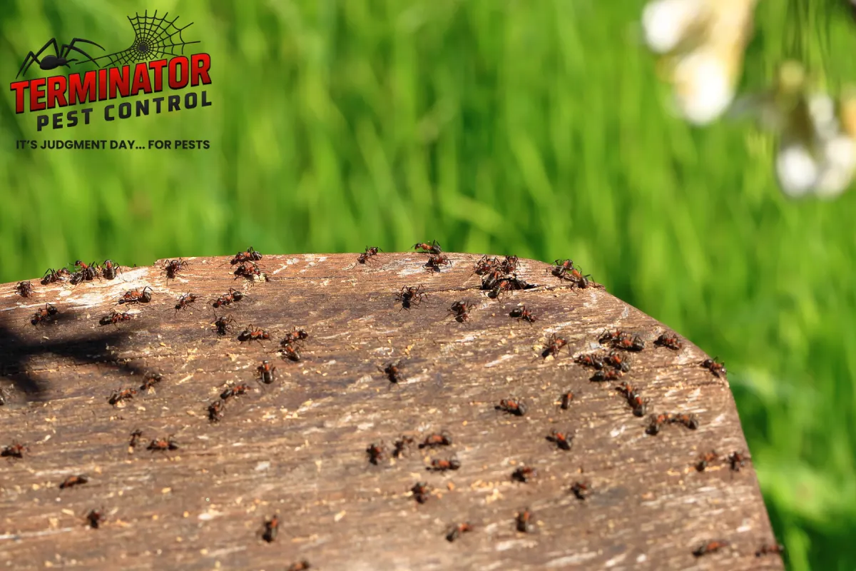 small ants