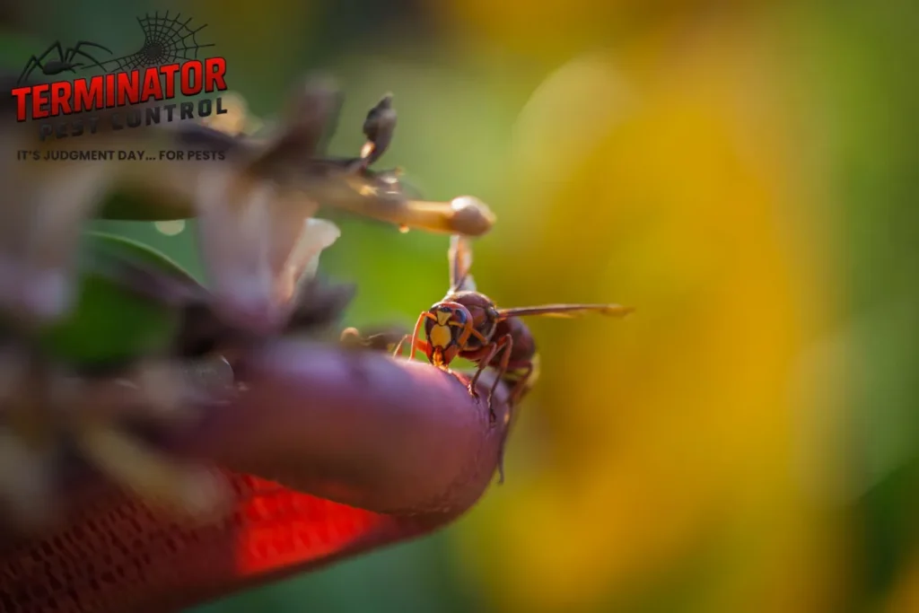 stinging insect