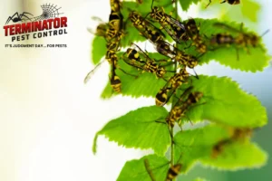 stinging insects on the leaves