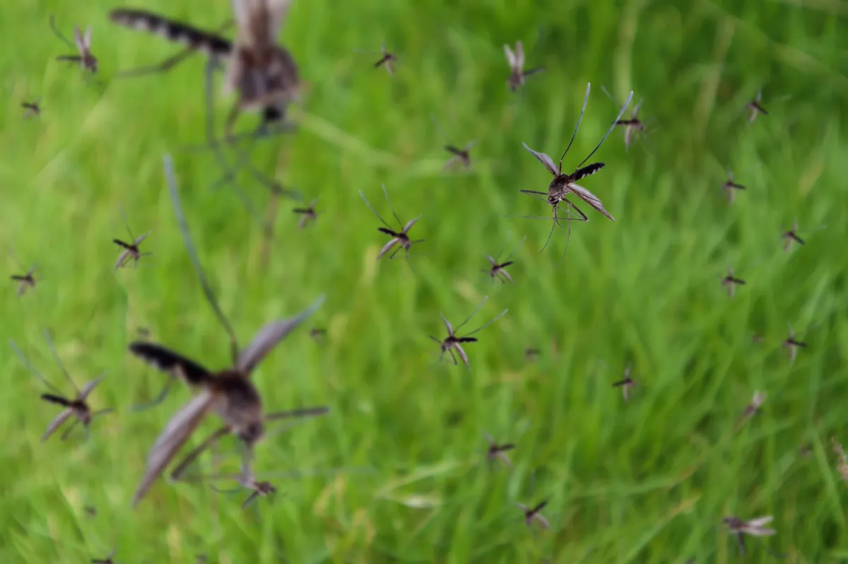 Beaver Dam Mosquito Control