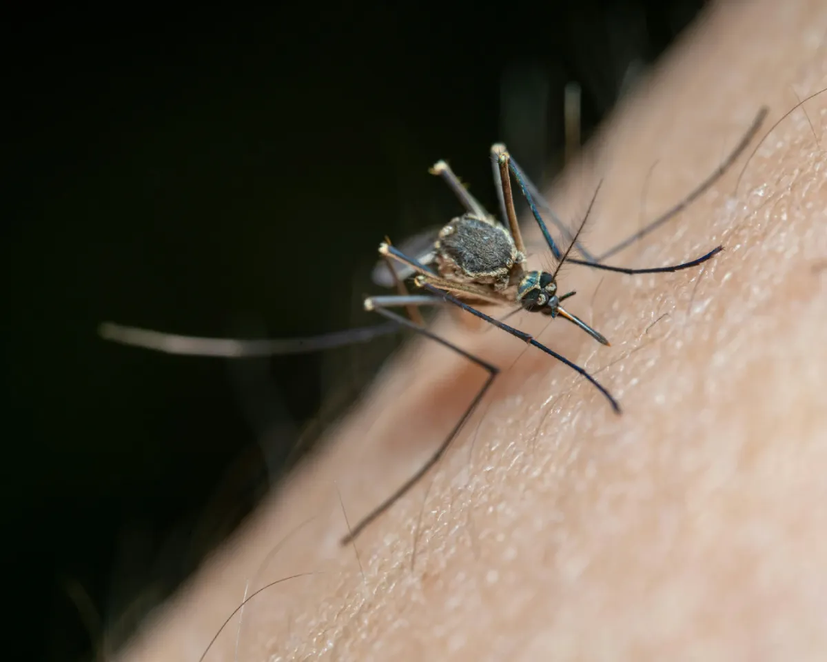 Beaver Dam WI Mosquito Control