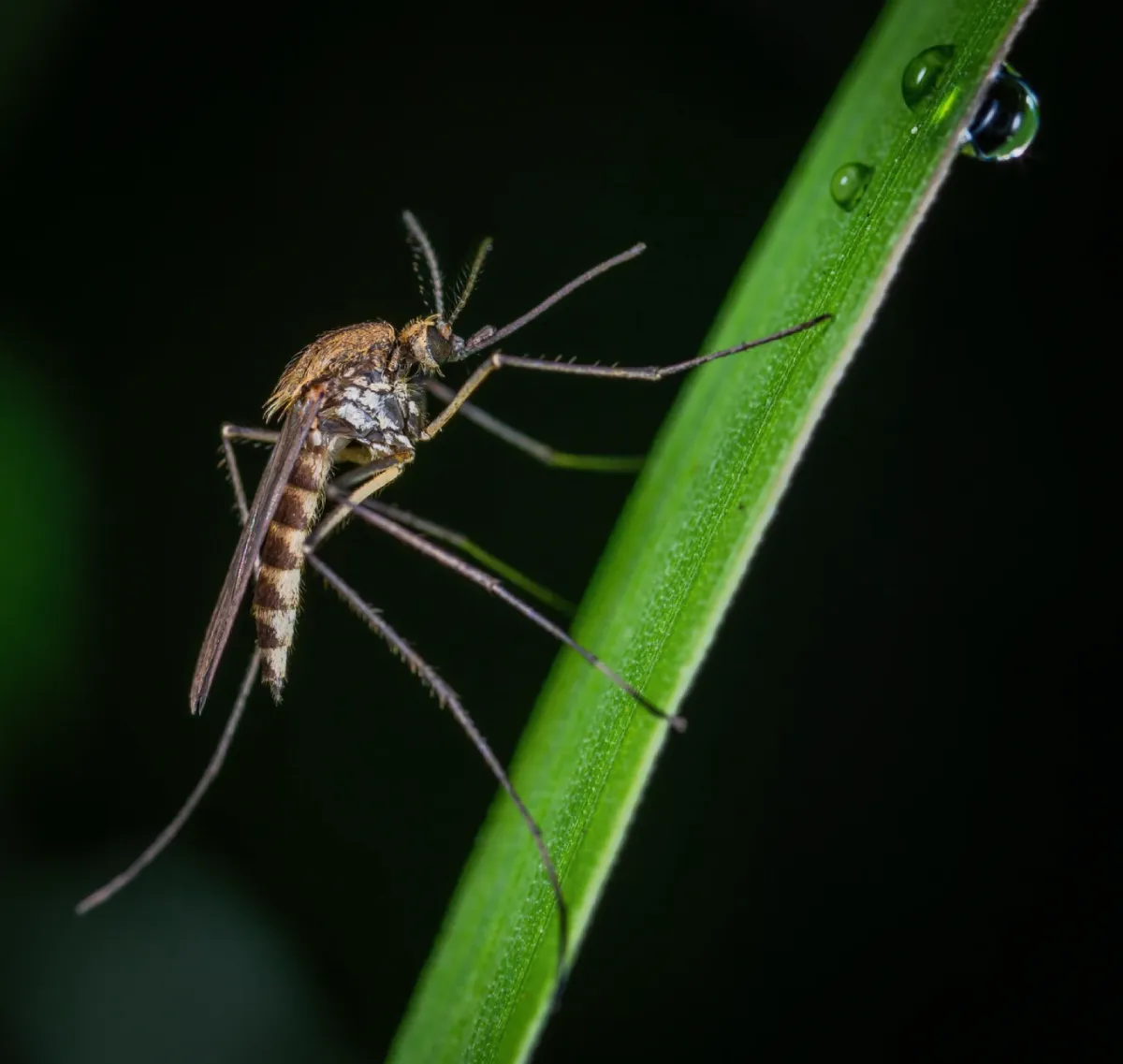 Mosquito Control Beaver Dam WI