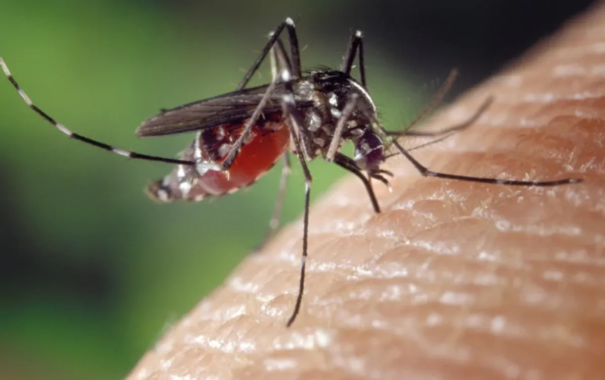 Mosquito Control in Beaver Dam, WI