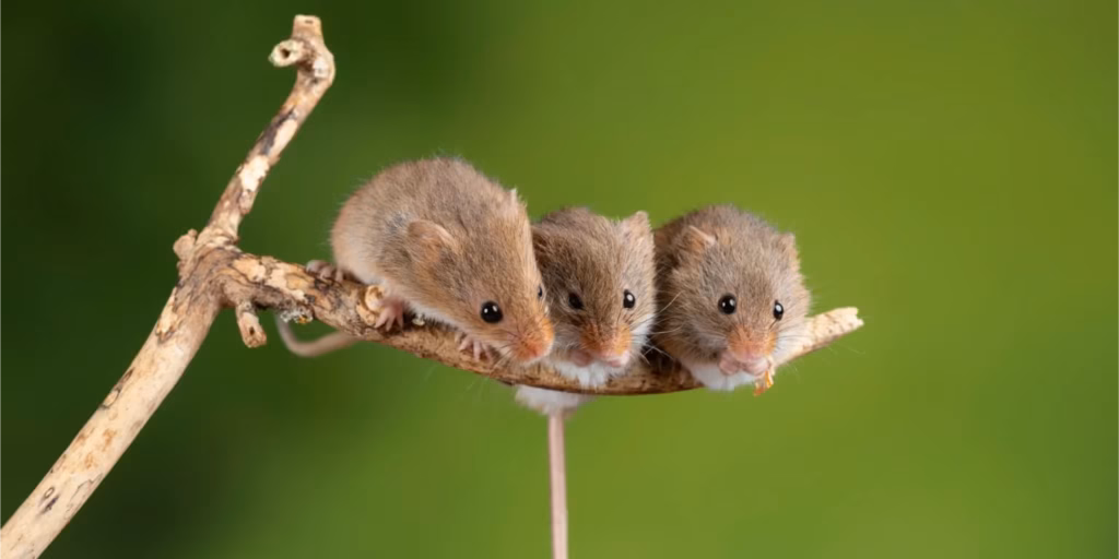 Stoughton Rodent Reduction Plan