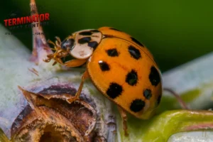asian lady beetle