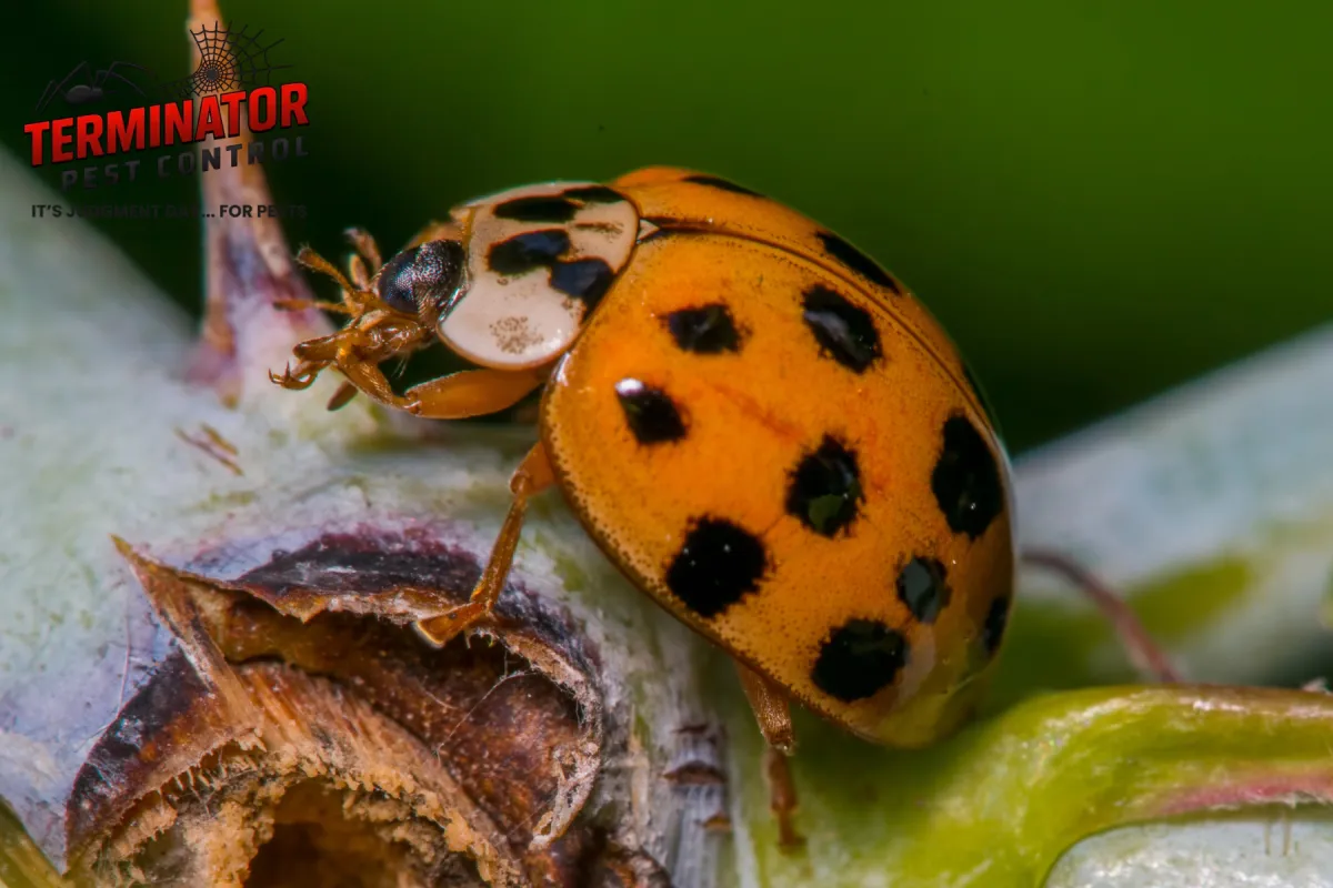 asian lady beetle