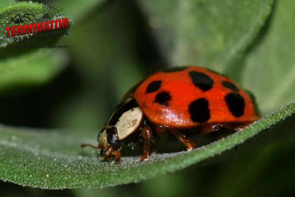 Why Your House Fills With Asian Lady Beetles Every Fall (And What Actually Stops Them) 1 asian lady beetle on the leave
