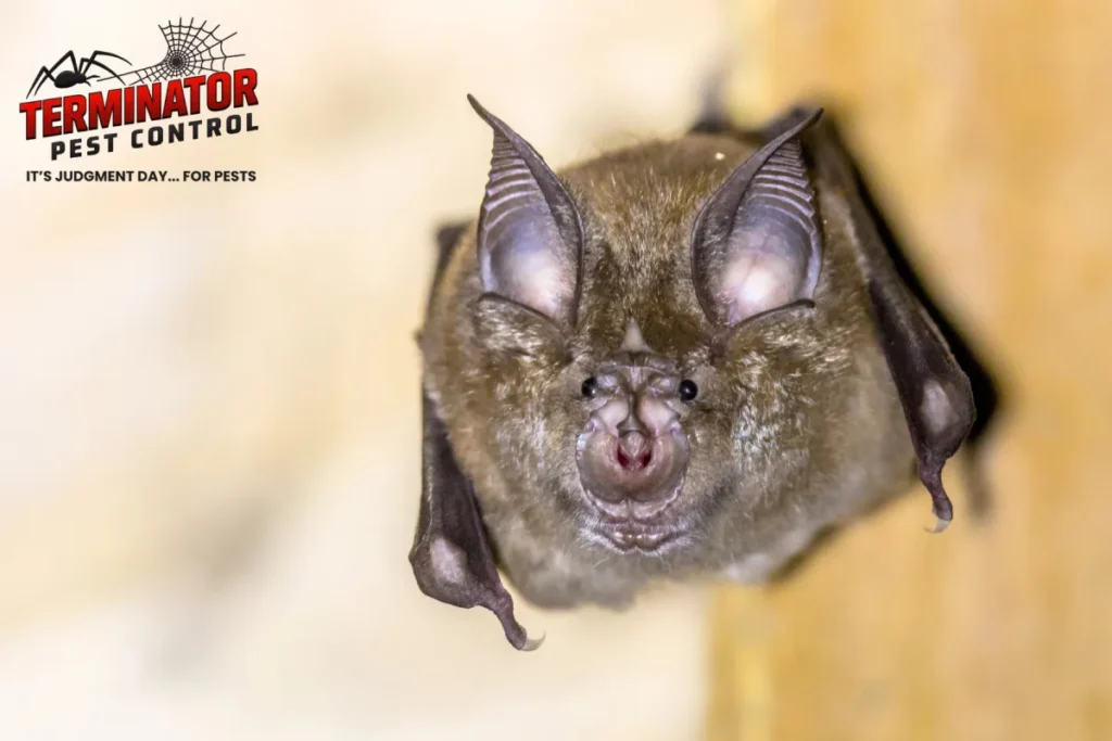 How Does Professional Bat Removal Using One-Way Door Devices Compare to DIY Trapping 1 bat