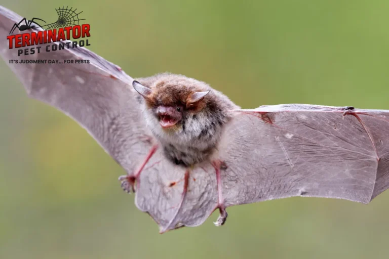 How Does Professional Bat Removal Using One-Way Door Devices Compare to DIY Trapping 2 bat in flight position