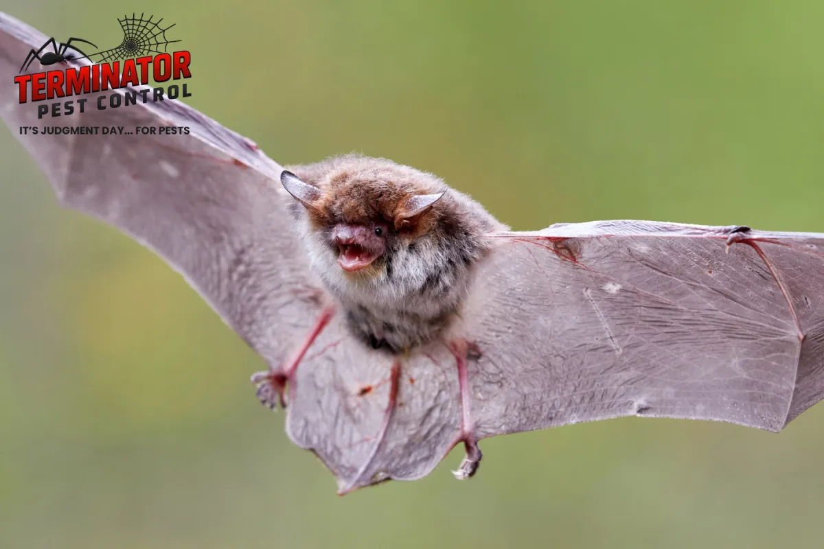 bat in flight position