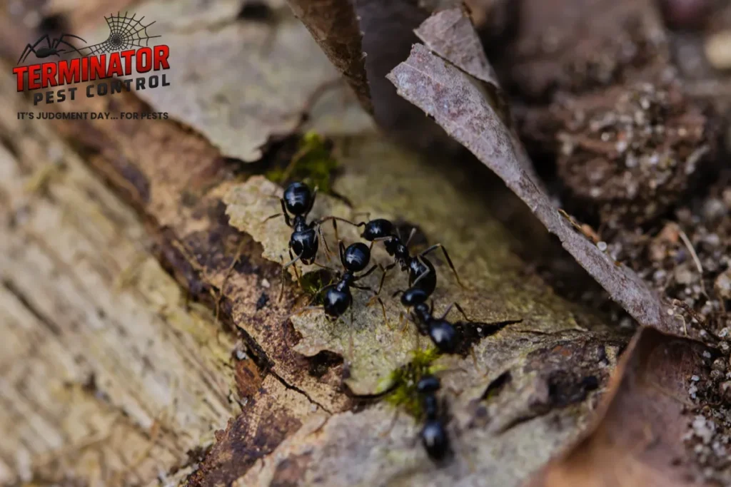 How to Tell If You Have Carpenter Ants (Not Just Ants) in Your Home 1 carpenter ants