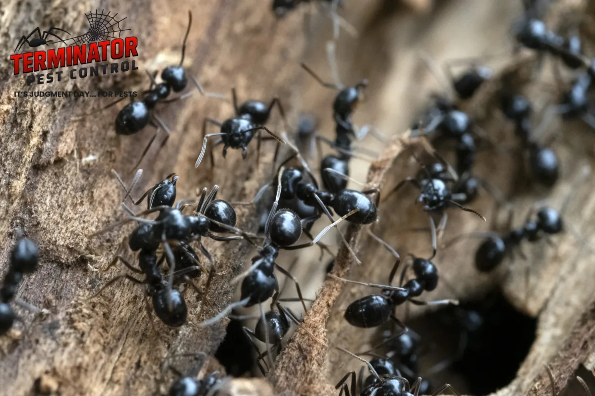 carpenter ants on the wood