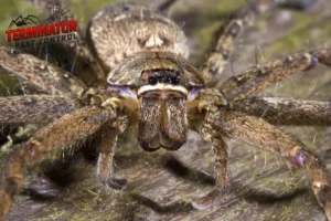 closed up spider