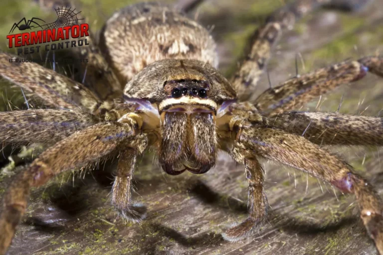 Which House Spiders Are Actually Dangerous? A Straight Answer 2 closed up spider