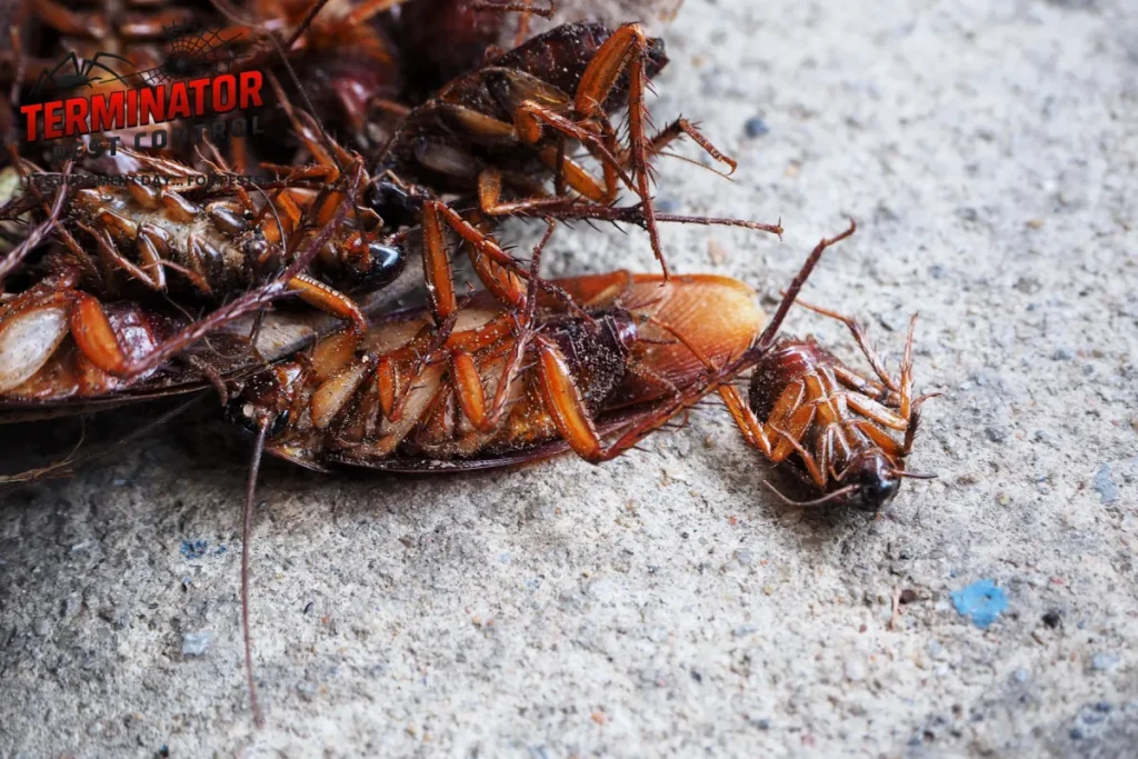 Why Is Integrated Pest Management (IPM) Safer and More Effective Than Traditional Pest Control Treatment 1 cockroaches