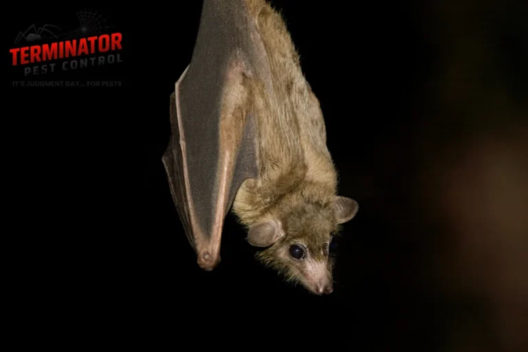 How Do Technicians Perform a Step-by-Step Bat Exclusion and Structural Sealing Service 3 fruit bat