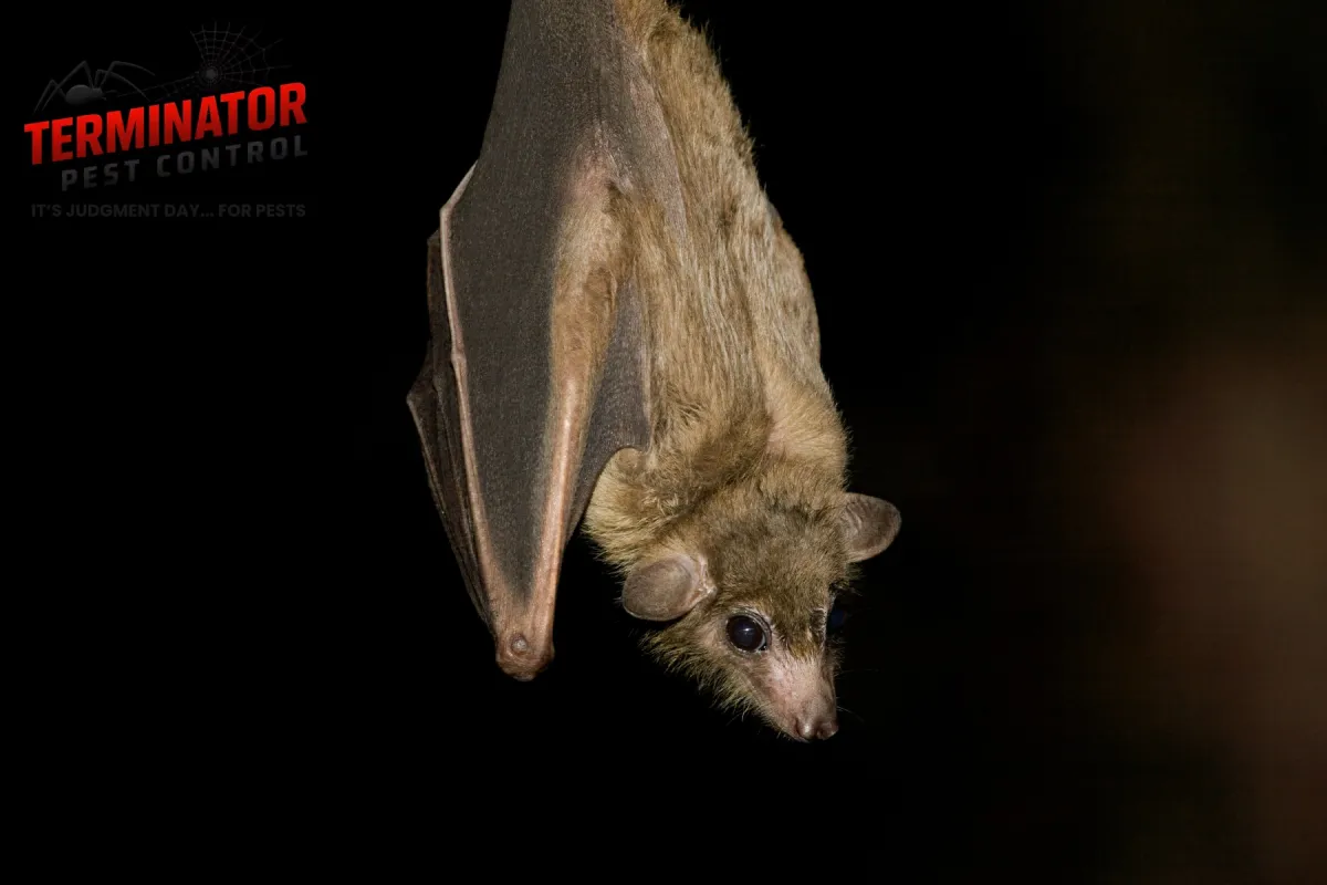fruit bat
