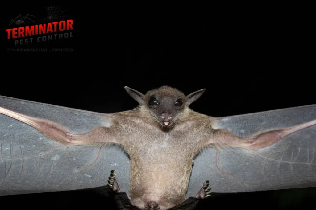 How Do Technicians Perform a Step-by-Step Bat Exclusion and Structural Sealing Service 1 fruit bat