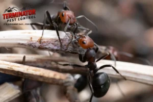 red ants