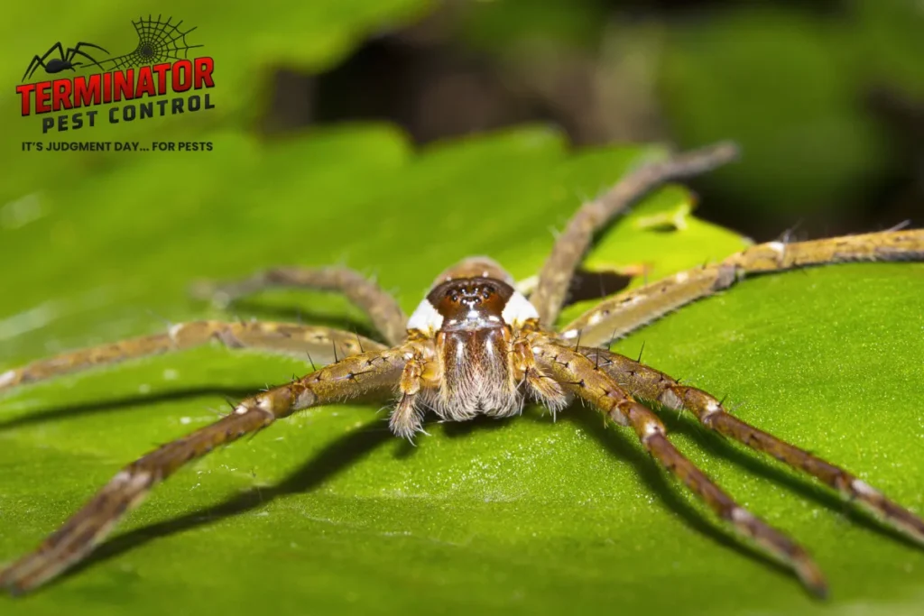 Which House Spiders Are Actually Dangerous? A Straight Answer 1 spider on the plant